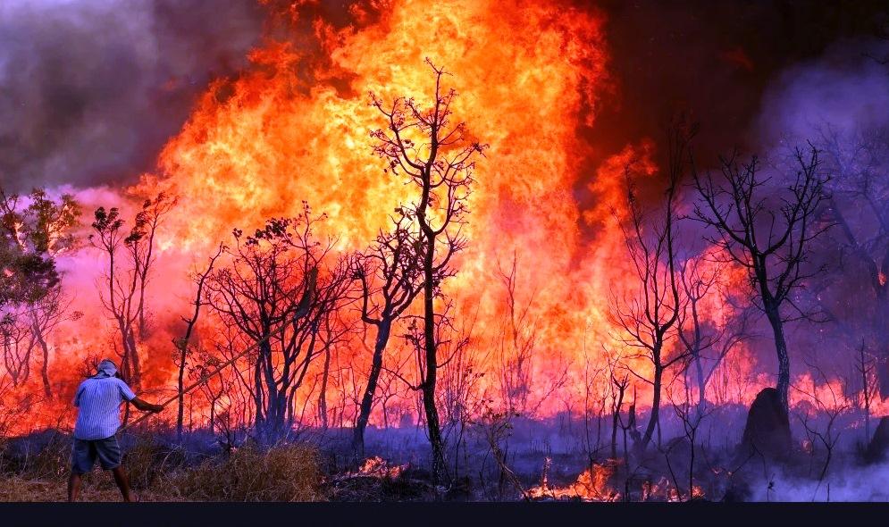PROJETO DOBRA PENA E TORNA CRIME DE INCÊNDIO FLORESTAL COMO HEDIONDO
