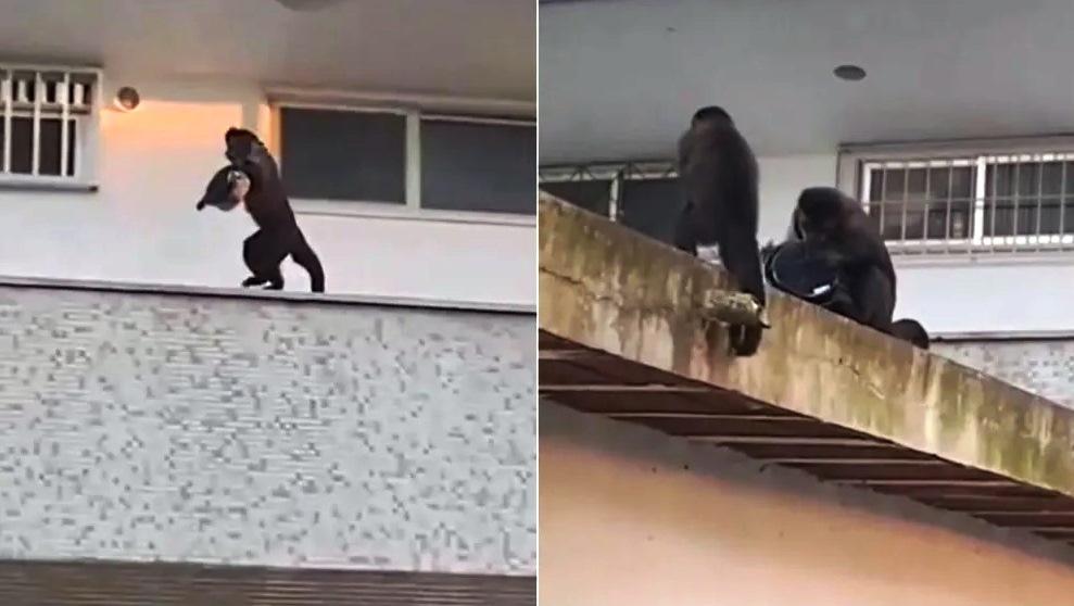 VÍDEO FLAGRA MACACO PREGO FURTANDO BOLO EM APARTAMENTO