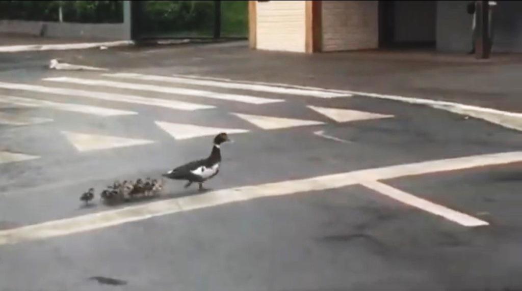 MOTORISTA FILMA PATA COM 10 PATINHOS ATRAVESSANDO RUA EM PATOS DE MINAS