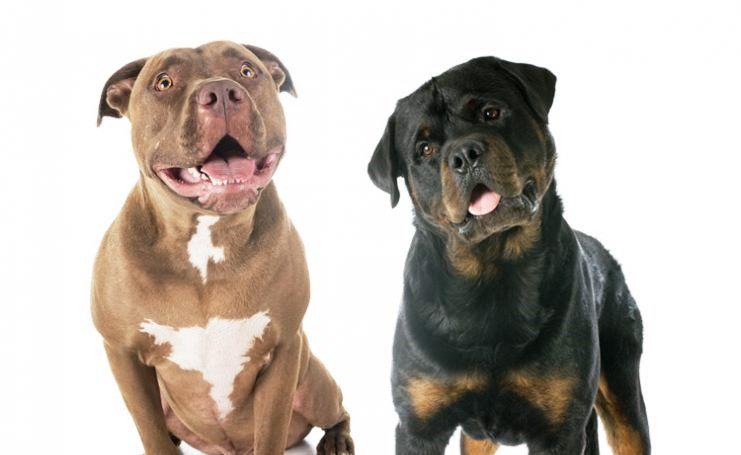 MINAS GERAIS ENDURECE LEIS SOBRE CRIAÇÃO DE CÃES DE GRANDE PORTE