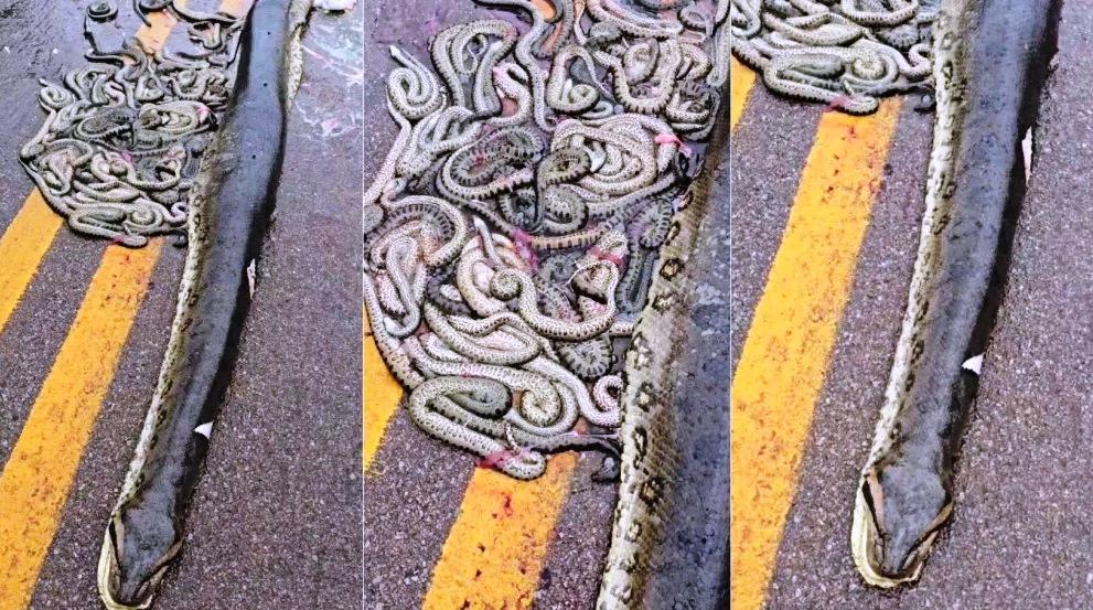 VÍDEO: SUCURI É ATROPELADA E EJETA 40 FILHOTES EM RODOVIA DO MATO GROSSO