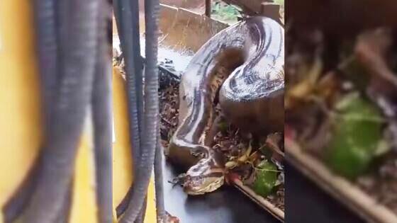 VÍDEO: TRABALHADORES RESGATAM SUCURI GIGANTE PRESA EM MÁQUINA