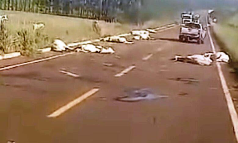 VÍDEO: CARRETA COM CARGA DE SILAGEM PERDE O FREIO E ATROPELA BOIADA QUE ATRAVESSAVA A PISTA