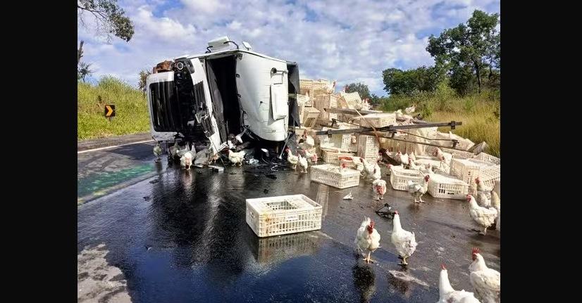 CAMINHÃO CARREGADO COM GALINHAS VIVAS BATE EM CARRETA DE REFRIGERANTES NA BR-040
