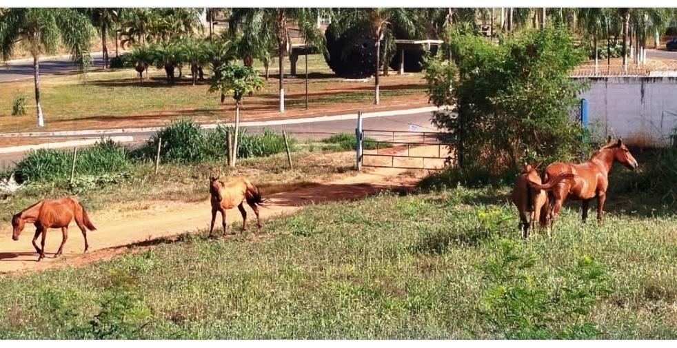 CAVALOS SOLTOS NAS RUAS SÃO APREENDIDOS PELA VIGILÂNCIA EPIDEMIOLÓGICA EM VAZANTE