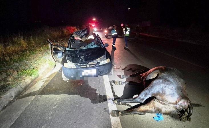 JOVEM DE 19 ANOS MORRE APÓS CARRO ATROPELAR VACA SOLTA NA RODOVIA