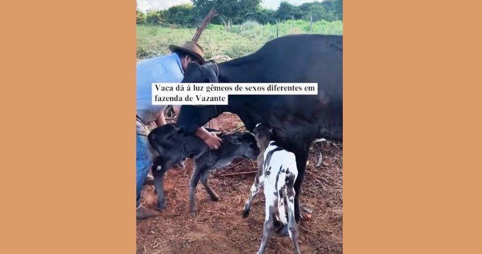VACA SURPREENDE CRIADOR AO PARIR CASAL DE BEZERROS GÊMEOS EM VAZANTE
