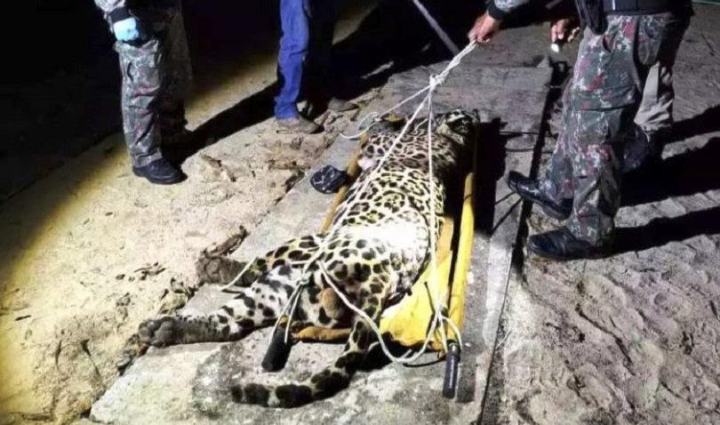 POLÍCIA AMBIENTAL CAPTURA ONÇA-PINTADA QUE MATOU CASEIRO NO PANTANAL