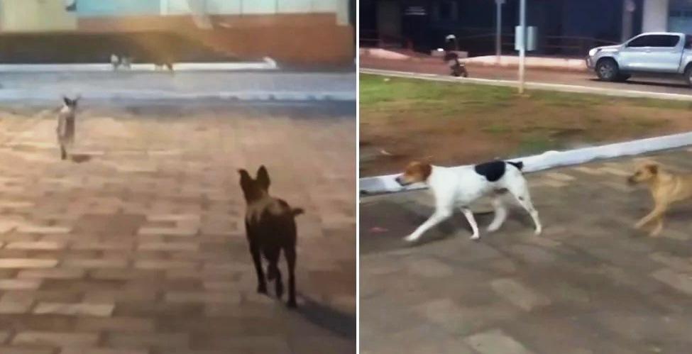 VÍDEO: CÃES VÃO À IGREJA SEMPRE QUE MÚSICA DE NOSSA SENHORA TOCA
