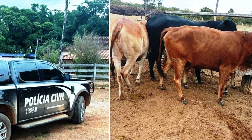 AGENTES DA POLÍCIA CIVIL RECUPERAM BOVINOS FURTADOS NO MUNICÍPIO DE VAZANTE
