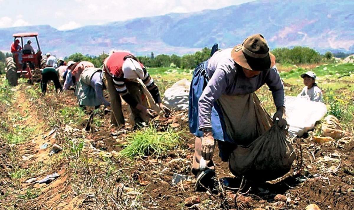 GOVERNO LANÇA PLANO SAFRA DA AGRICULTURA FAMILIAR COM R$ 78,2 BI EM CRÉDITO RURAL