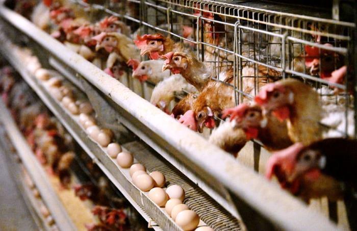 GRIPE AVIÁRIA: 17 PAÍSES RETIRAM RESTRIÇÕES À CARNE DE FRANGO DO BRASIL