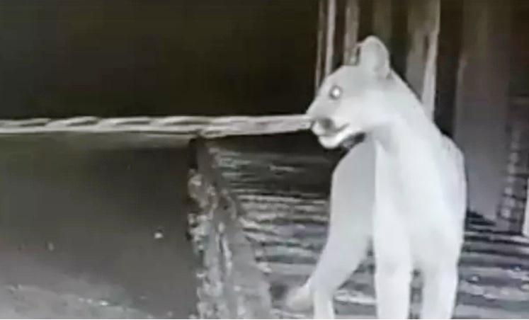 ONÇA SALTA MURO E ENTRA EM CONDOMÍNIO FECHADO NA ZONA SUL DE UBERLÂNDIA