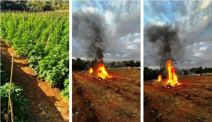 POLÍCIA MILITAR DESCOBRE GRANDE PLANTAÇÃO COM 6.000 PÉS DE MACONHA EM PATROCÍNIO
