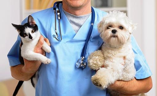 SECRETARIA MUNICIPAL DE SAÚDE DIVULGA CALENDÁRIO DA VACINAÇÃO CONTRA A RAIVA EM VAZANTE