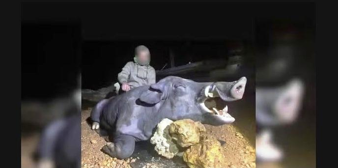 CAÇADORES MATAM ‘JAVALI GIGANTE’ DE 250 QUILOS NO MUNICÍPIO DE PARACATU