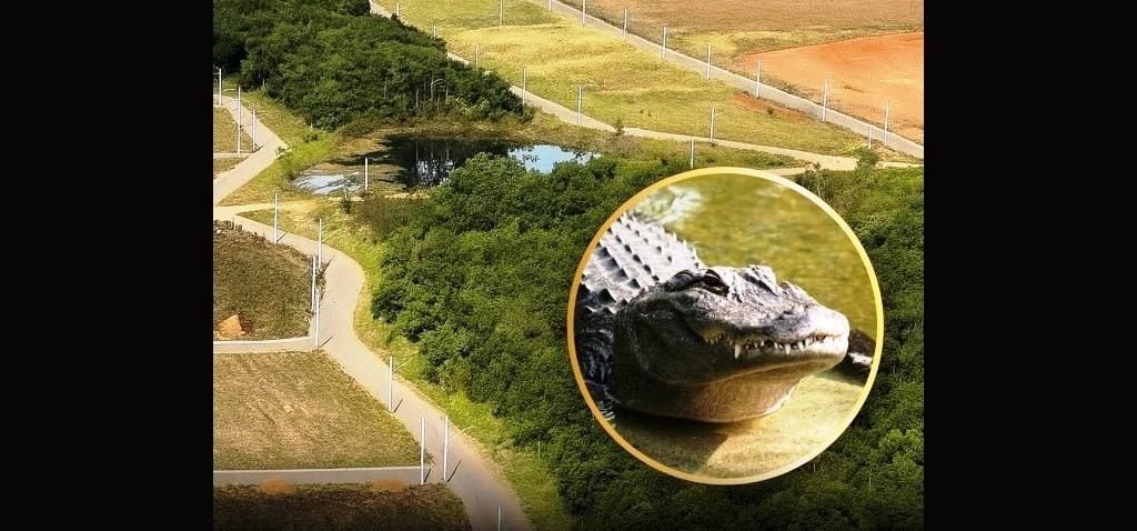 MORADOR DE GUARDA-MOR AFIRMA QUE VIU UM JACARÉ NA REPRESA DO PARQUE DAS NASCENTES