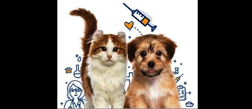 VAZANTE REALIZA ‘DIA D’ DA VACINAÇÃO DE CÃES E GATOS NESTE DOMINGO (24)