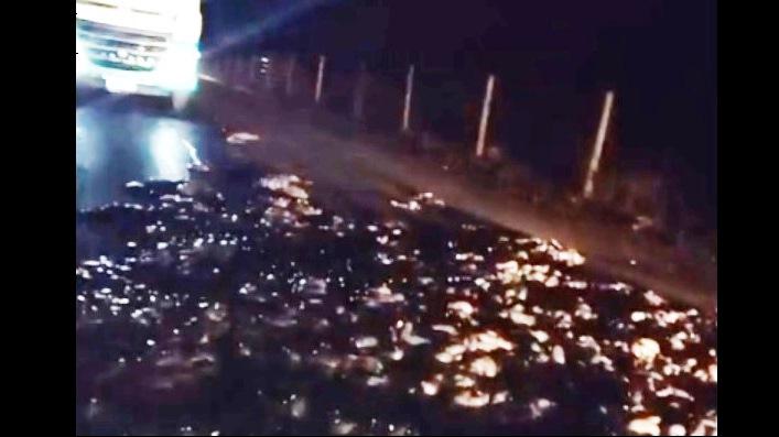 CARGA DE VÍSCERAS DE ANIMAIS CAI EM RODOVIA E CAUSA TRANSTORNOS EM PATOS DE MINAS