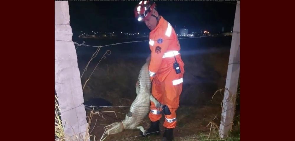CORPO DE BOMBEIROS CAPTURA JACARÉ EM LAGOA SECA EM PATOS DE MINAS
