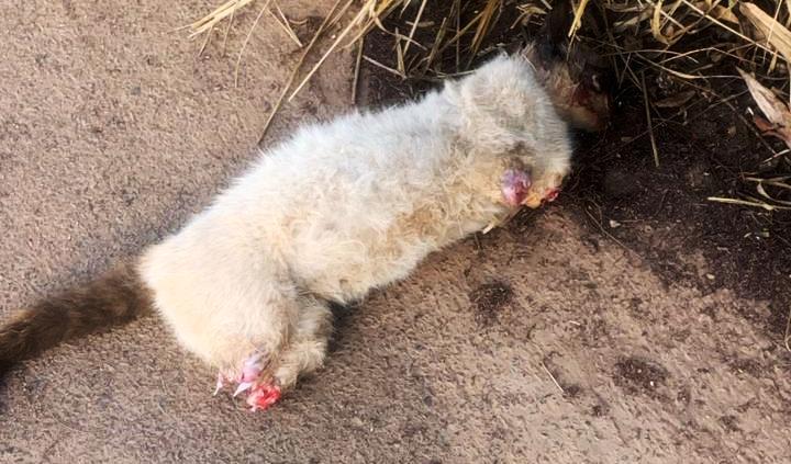 TRABALHADORA ENCONTRA GATO MORTO COM AS QUATRO PATAS AMPUTADAS EM VAZANTE