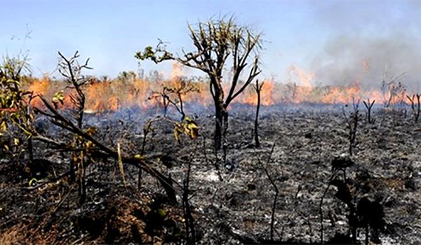VAZANTE REGISTRA MÉDIA DE TRÊS FOCOS DE INCÊNDIOS POR DIA EM MATAS NO MEIO RURAL