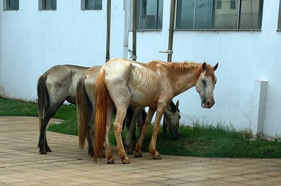 AGENTES DA EPIDEMIOLOGIA RECOLHEM EQUINOS SOLTOS NAS RUAS DE VAZANTE