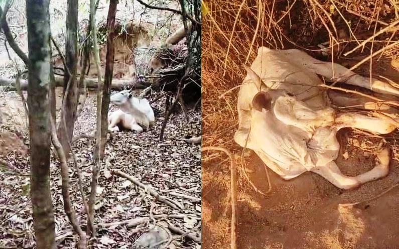 AUTORIDADES SÃO INFORMADAS SOBRE MORTANDADE DE GADO EM FAZENDA ABANDONADA EM VAZANTE