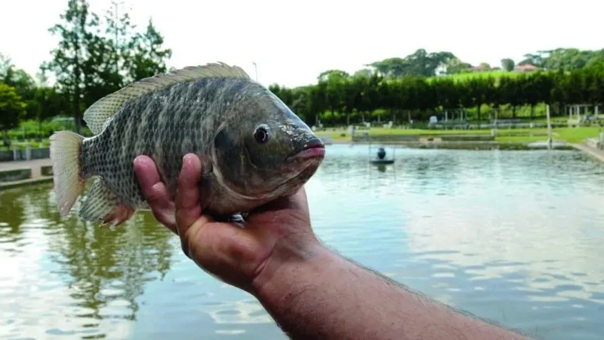 É FALSA A INFORMAÇÃO QUE O CULTIVO DE TILÁPIAS SERÁ PROIBIDO NO BRASIL