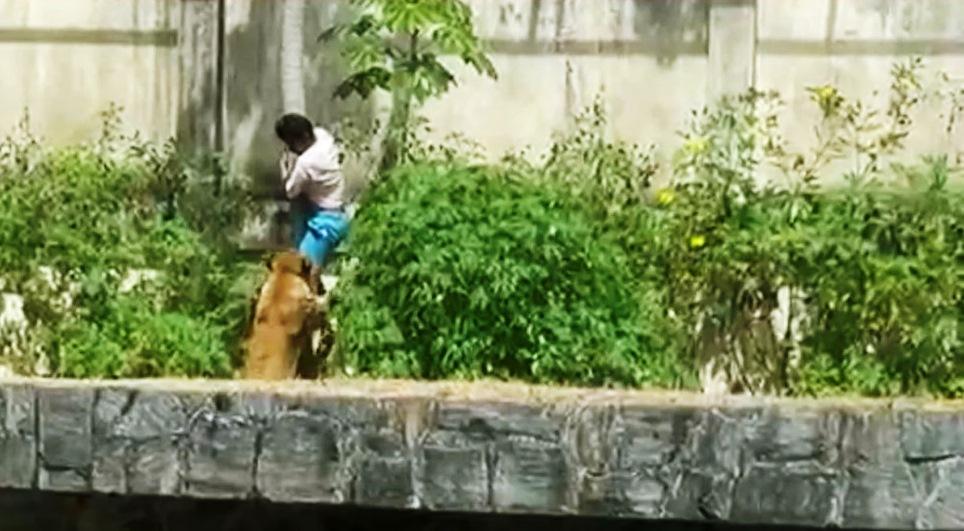 HOMEM MORRE AO SER ATACADO POR LEOA NO ZOOLÓGICO DE JOÃO PESSOA