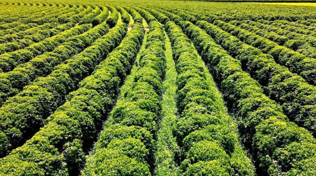 JOÃO PINHEIRO SERÁ SEDE DA MAIOR FAZENDA DE CAFÉ ARÁBICA DO MUNDO