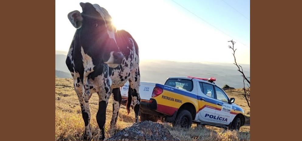 LADRÕES MATAM VACAS COM TIROS PARA ROUBAR A CARNE EM PATOS DE MINAS