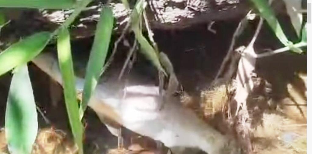 POLÍCIA AMBIENTAL REGISTRA MORTANDADE DE PEIXES EM CÓRREGO DE GUARDA-MOR