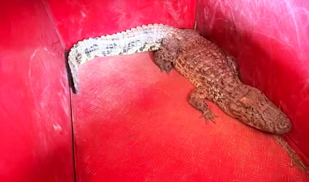 CORPO DE BOMBEIROS CAPTURA JACARÉ NO AEROPORTO MUNICIPAL DE PATOS DE MINAS