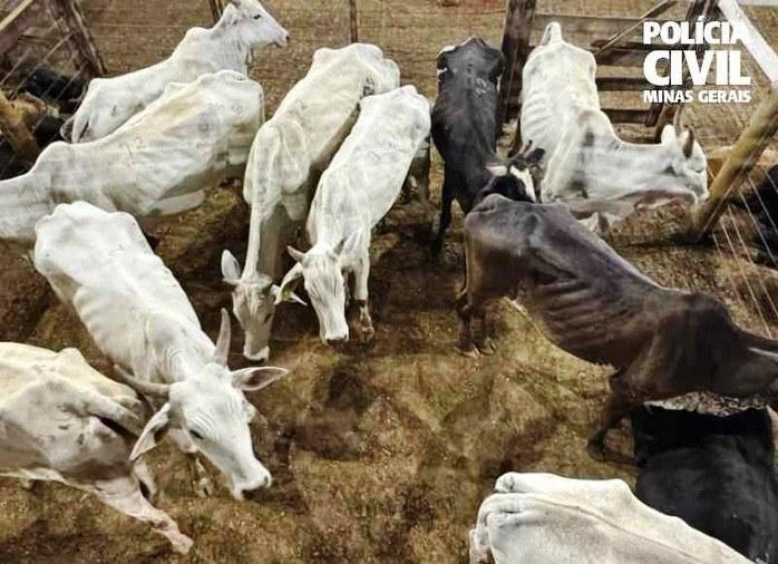 POLÍCIA PRENDE SUSPEITOS DE FURTOS DE GADO EM MUNICÍPIOS DA REGIÃO