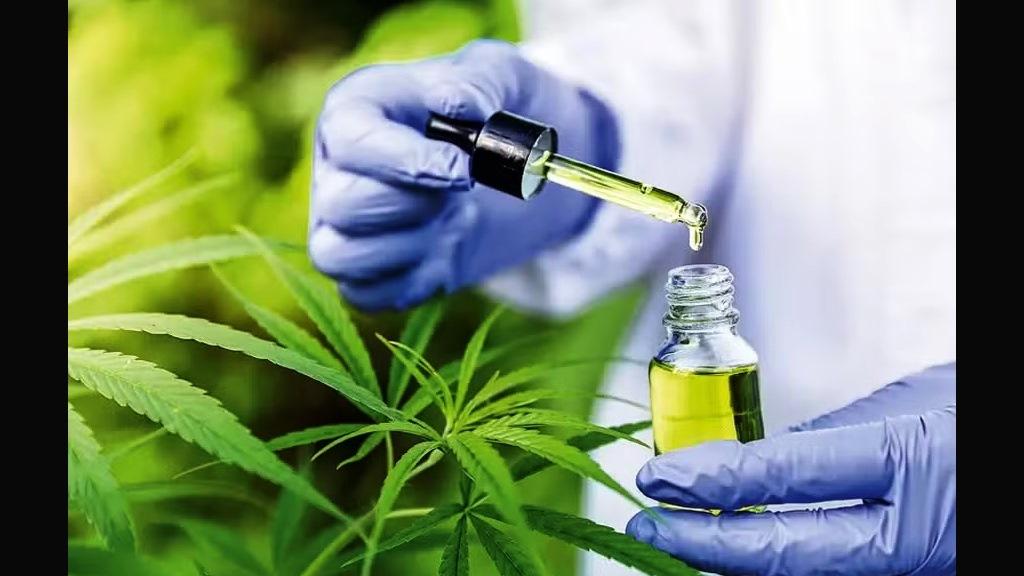 ANVISA APRESENTA PROPOSTA PARA REGULAMENTAR USO MEDICINAL DA CANNABIS