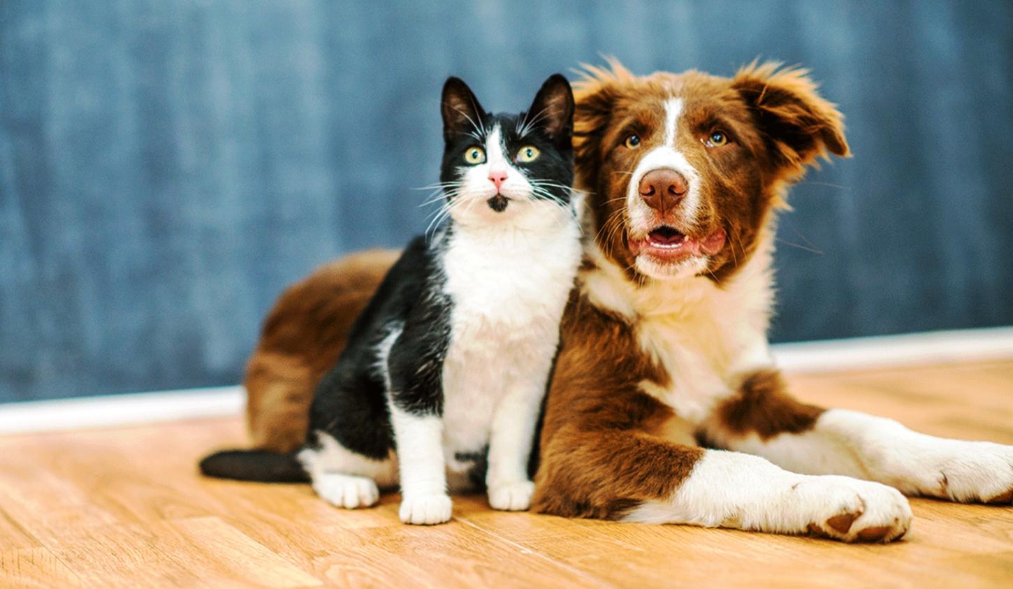 CAMPANHA DA PREFEITURA DE VAZANTE CASTROU 500 ANIMAIS EM 2025