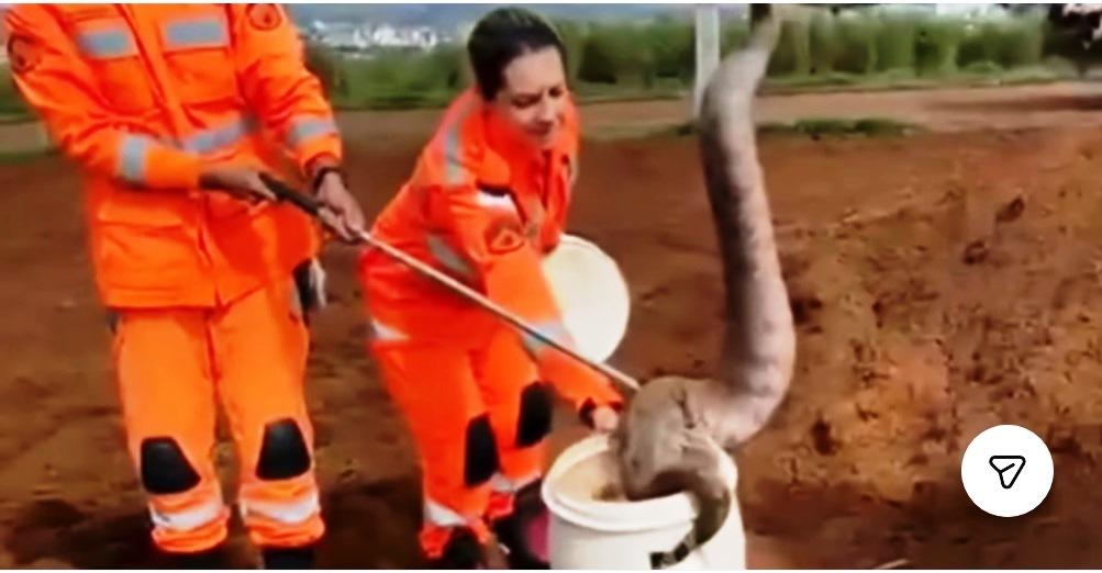BOMBEIROS CAPTURAM JIBOIA DE GRANDE PORTE ENCONTRADA POR OPERÁRIO EM PATOS DE MINAS
