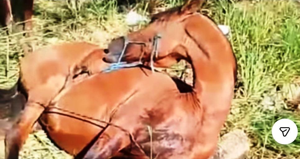 CASOS DE MAUS-TRATOS A ANIMAIS VIRAM ALVOS DE DENÚNCIAS EM VAZANTE