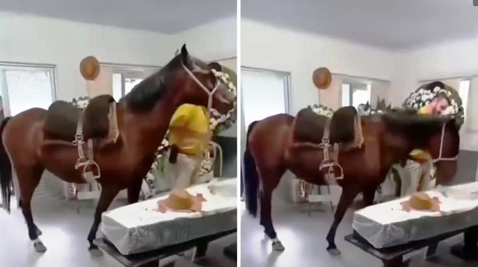 ÉGUA RELINCHA AO SE DESPEDIR DO DONO EM VELÓRIO E EMOCIONA FAMÍLIA