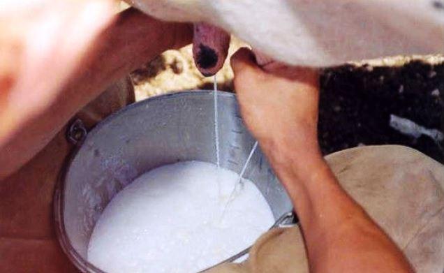 GOVERNO FEDERAL ANUNCIA PACOTE PARA IMPULSIONAR PRODUÇÃO DE LEITE