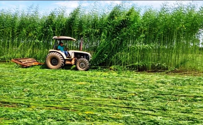 NOVA BRAQUIÁRIA DA EMBRAPA PROMETE MAIS PRODUTIVIDADE E GANHO NA PECUÁRIA