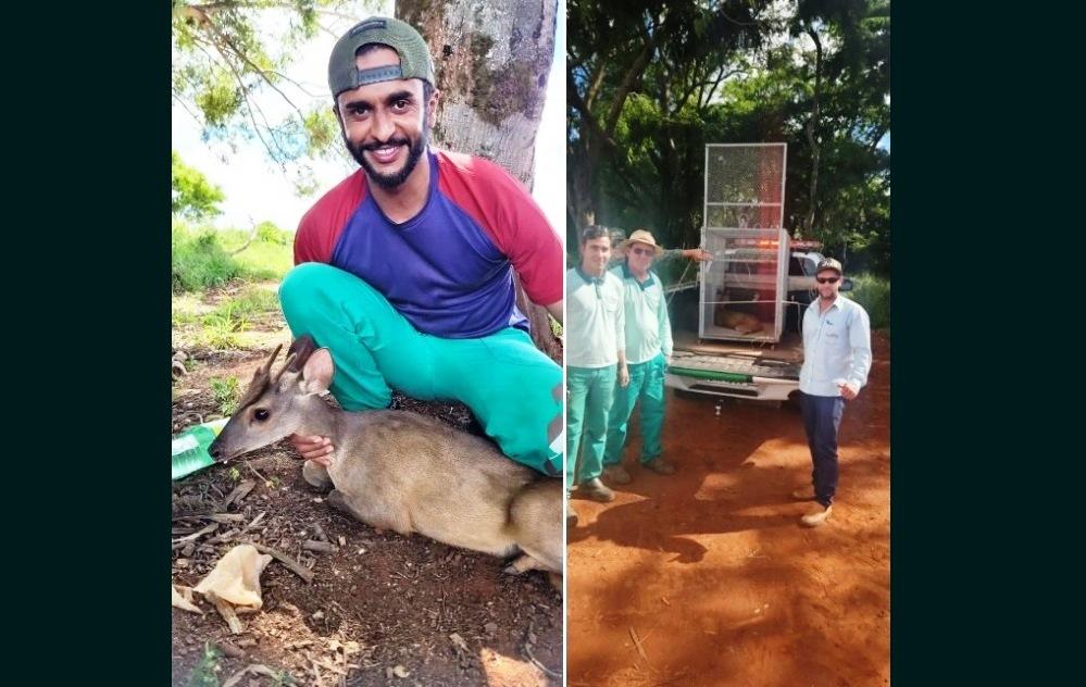 POLÍCIA AMBIENTAL RESGATA VEADO FERIDO ÀS MARGENS DE ESTRADA RURAL EM PRESIDENTE OLEGÁRIO