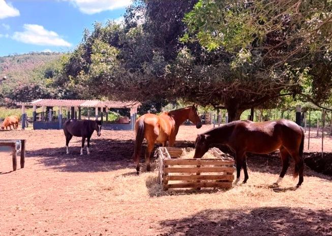 PREFEITURA DISPONIBILIZA CAVALOS RESGATADOS PARA ADOÇÃO RESPONSÁVEL