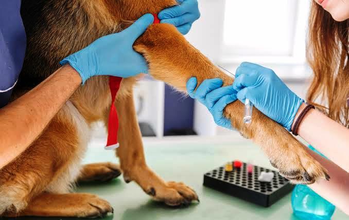 HOSPITAL VETERINÁRIO MUNICIPAL DE VAZANTE REGISTROU INTENSA ATIVIDADE NA PRIMEIRA QUINZENA DE FUNCIONAMENTO