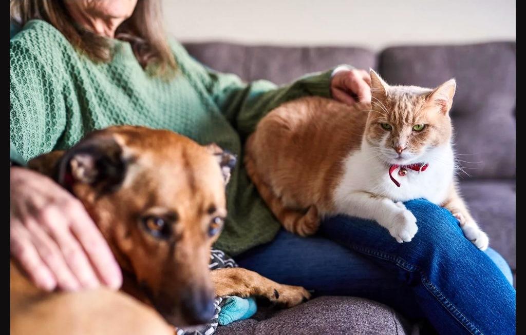 QUEM TEM ANIMAIS DE ESTIMAÇÃO PODERÁ PAGAR MENOS NO IMPOSTO DE RENDA