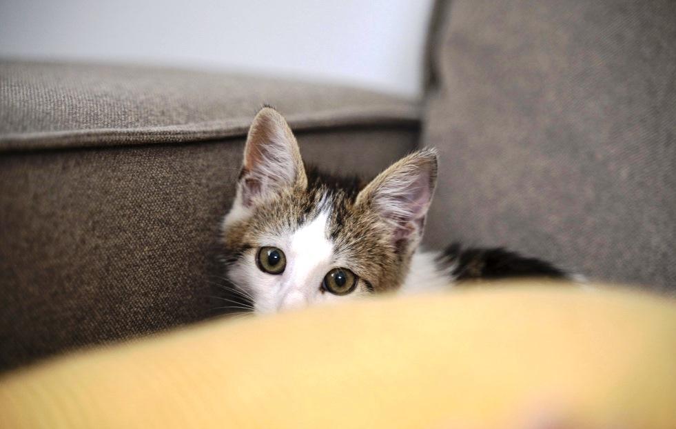 ADOLESCENTE É APREENDIDO SUSPEITO DE TORTURAR MAIS DE 200 GATOS EM LIVES