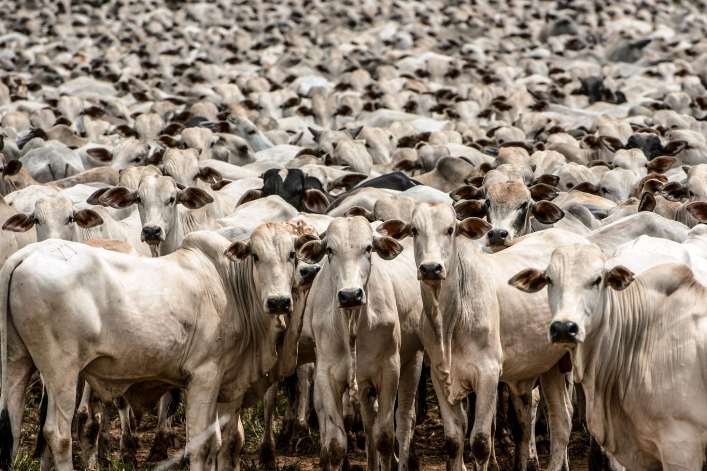 IBGE APONTA QUE BRASIL TEM MAIS DE 1 BOI E QUASE 8 GALINHAS POR HABITANTE