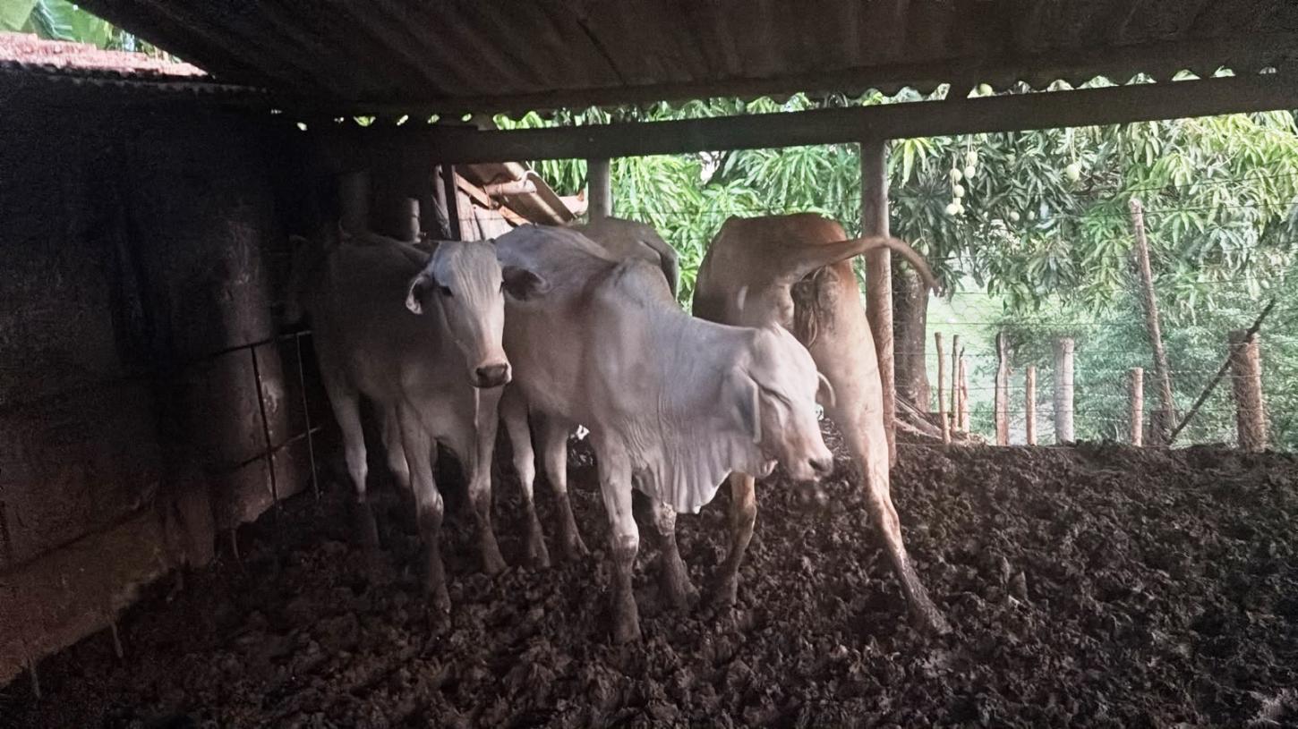PM RECUPERA EM PRESIDENTE OLEGÁRIO GADO FURTADO EM FAZENDA DE PATOS DE MINAS