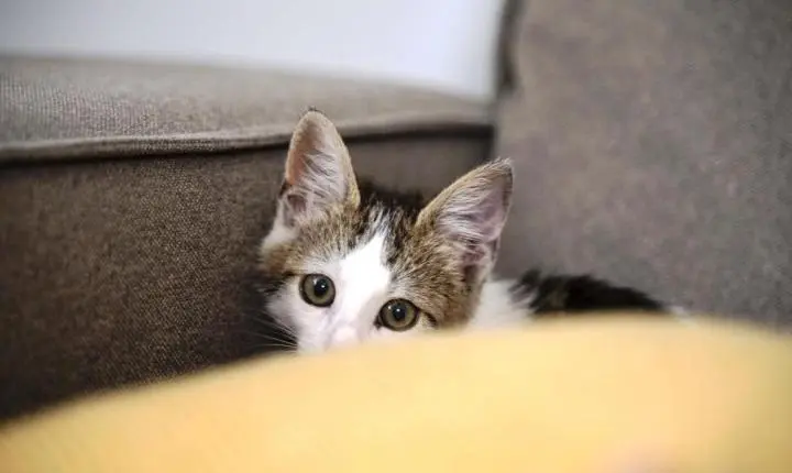 ADOLESCENTE É APREENDIDO SUSPEITO DE TORTURAR MAIS DE 200 GATOS EM LIVES